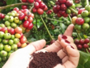 Giá cà phê nội địa giảm nhẹ
