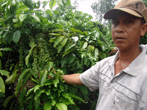 Tại sao cà phê sốt giá, nông dân vẫn thờ ơ
