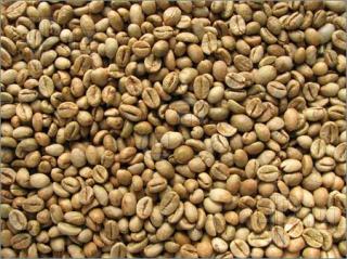 Robusta
